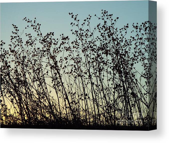 Sunset Canvas Print featuring the photograph Mid Winter Silhouette by Caryl J Bohn