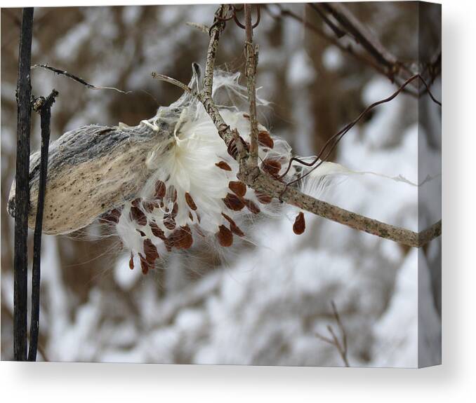 Winter Canvas Print featuring the photograph Milkweed by Azthet Photography