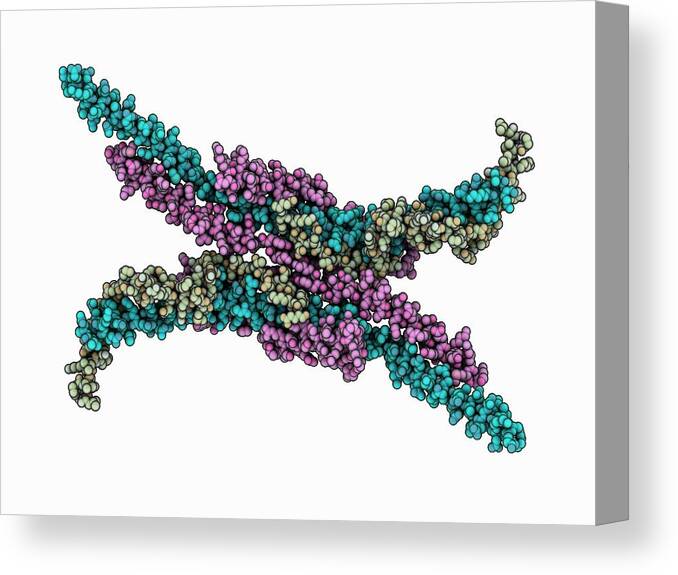 Art Canvas Print featuring the photograph Mitochondrial Atp Synthase Stator by Laguna Design/science Photo Library