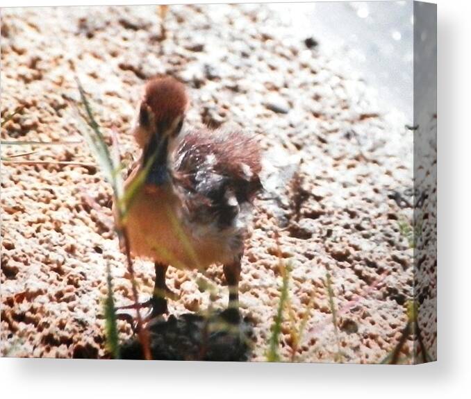Yellow And Brown Fuzzy Baby Duckling At A Pond In Napels Canvas Print featuring the photograph Duckling Searching by Belinda Lee