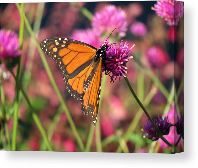 Butterfly Canvas Print featuring the photograph Monarch Butterfly 02 by Pamela Critchlow