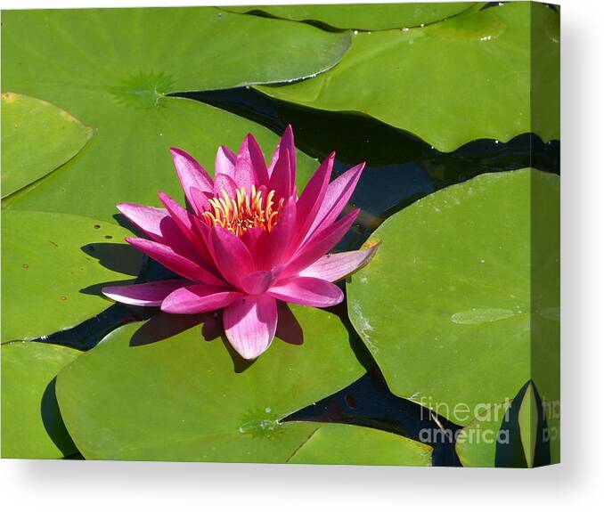 Flower Canvas Print featuring the photograph Monet's Waterlily by Marguerita Tan
