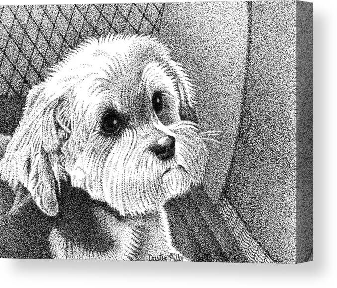 Art Canvas Print featuring the drawing Morkie by Dustin Miller