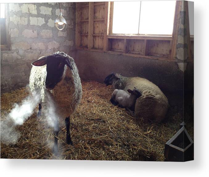 Farm Animals Canvas Print featuring the photograph Morning Breath 1C by Carrie Godwin