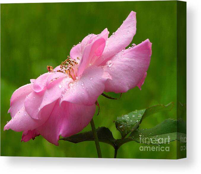 Flora Canvas Print featuring the photograph Morning Dew by Mariarosa Rockefeller