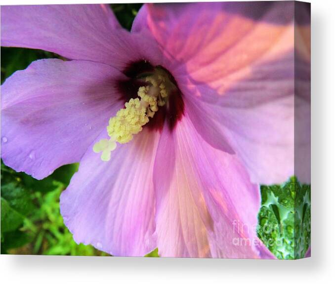 Purple Canvas Print featuring the photograph Morning Glory by Robyn King