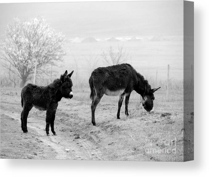 Donkey Canvas Print featuring the photograph Mother and child by Gabriela Insuratelu
