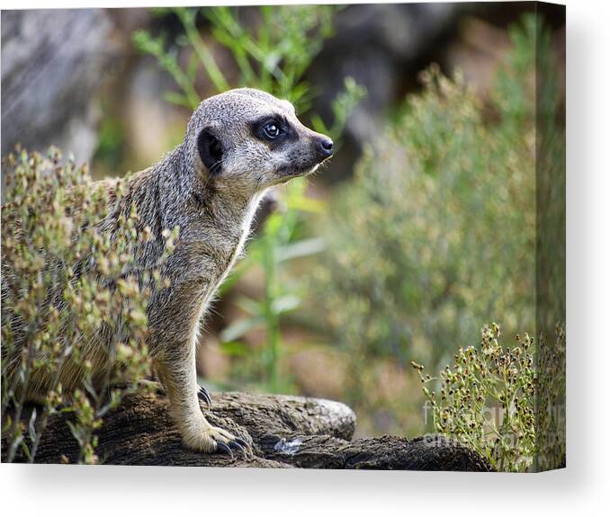 Meerkat Canvas Print featuring the photograph Motionless Meekat by Linsey Williams