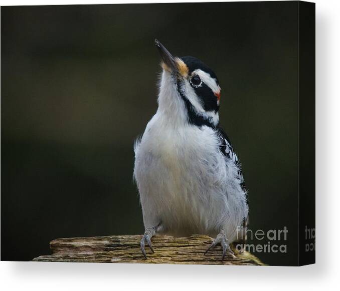  Canvas Print featuring the photograph Mr Hairy Profile by Cheryl Baxter