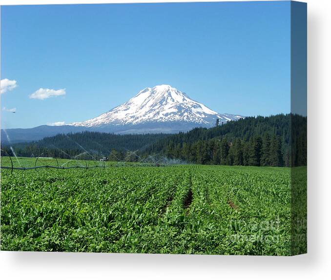 Mt Adams Canvas Print featuring the photograph Mt Adams Farm by Charles Robinson