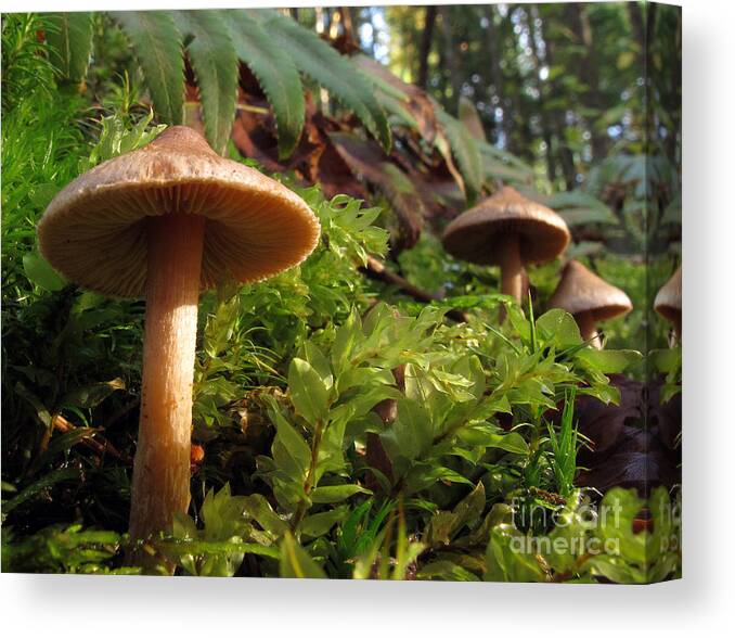 Mushroom Canvas Print featuring the photograph Mushroom forest by Inge Riis McDonald