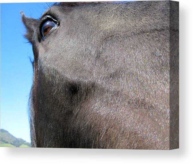 Horse Canvas Print featuring the photograph Mustang by Paul Foutz