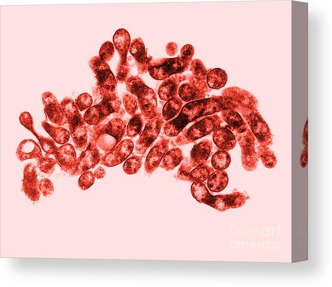 Bacterial Canvas Print featuring the photograph Mycoplasma Bacteria, Tem by David M. Phillips