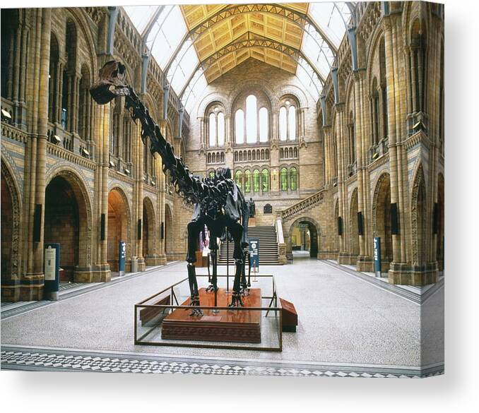 Natural History Museum's Diplodocus Canvas Print Canvas Art, 40% OFF