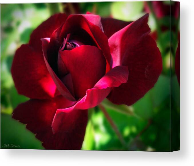 Floral Canvas Print featuring the photograph Nature's decoration by Mikki Cucuzzo