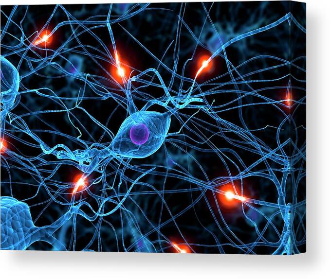 Artwork Canvas Print featuring the photograph Nerve Cell Network by Sebastian Kaulitzki