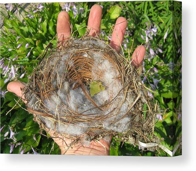 Bird Canvas Print featuring the photograph A Nest In Hand by Bruce Carpenter
