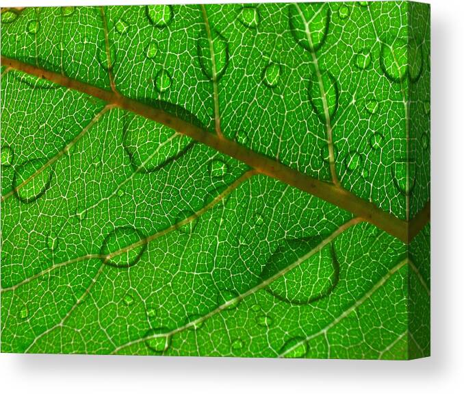 Leaf Canvas Print featuring the photograph New Life by Juergen Roth