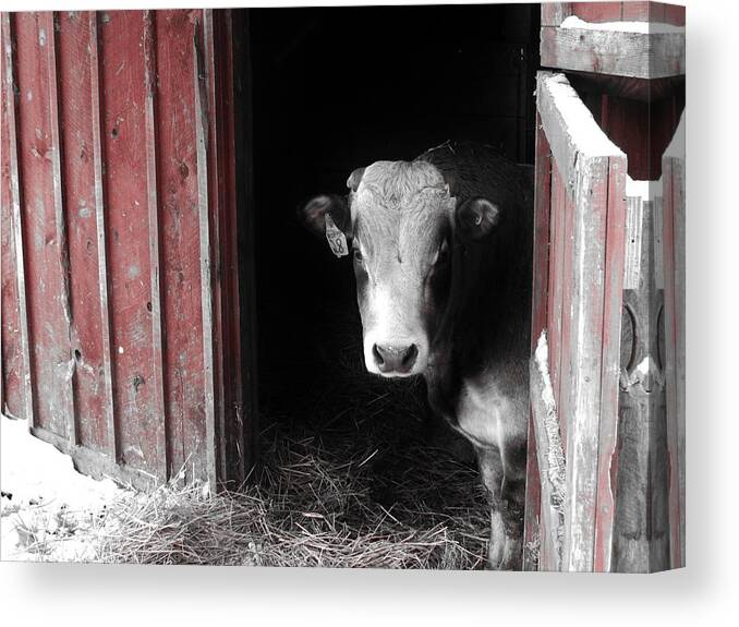 Bull Canvas Print featuring the photograph No Vacancy by Meagan Visser