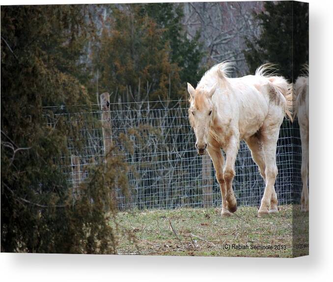 Horse Canvas Print featuring the photograph Old is Beautiful by Rabiah Seminole