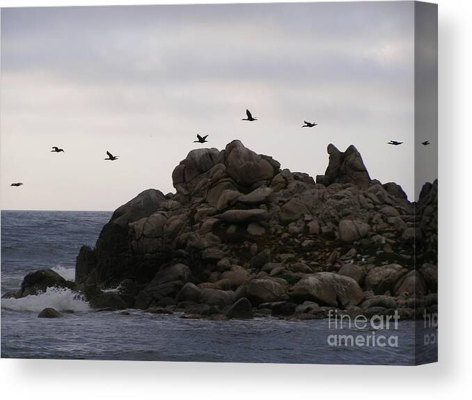 Pelicans Canvas Print featuring the photograph On A Mission by Bev Conover