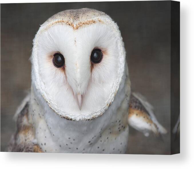 Owl Canvas Print featuring the photograph On Alert by Nathan Rupert