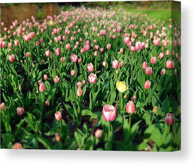 Flowers Canvas Print featuring the photograph One Yellow Tulip by Chris Montcalmo