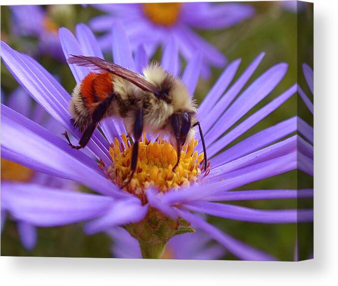 Bees Canvas Print featuring the photograph Orange-banded Bee by Rona Black