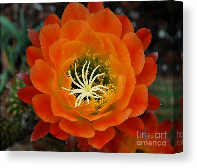 Orange Canvas Print featuring the photograph Orange Cactus Flower by Nancy Mueller