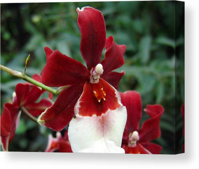 Orchid Canvas Print featuring the photograph Orchid 1 by Helene U Taylor