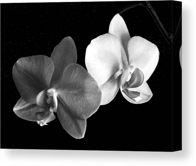 Floral Canvas Print featuring the photograph Orchid in black and white by Steve Karol