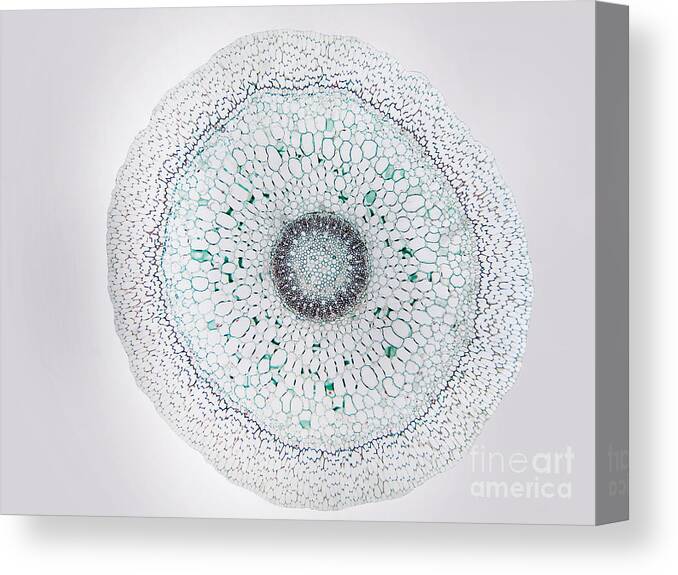 Science Canvas Print featuring the photograph Orchid Root, Lm by Garry DeLong