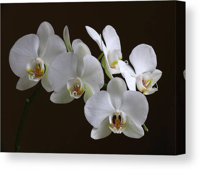 Luminous Canvas Print featuring the photograph Orchids by Juergen Roth