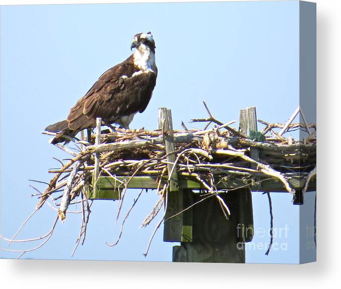 Osprey Canvas Print featuring the photograph Osprey On The Chesapeake Bay by Nancy Patterson