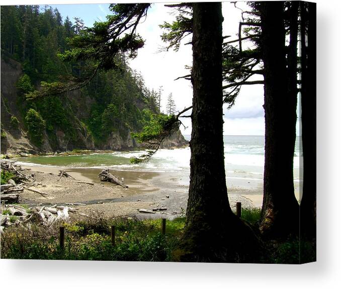 Old Growth Canvas Print featuring the photograph Oswald West 2 by Laureen Murtha Menzl