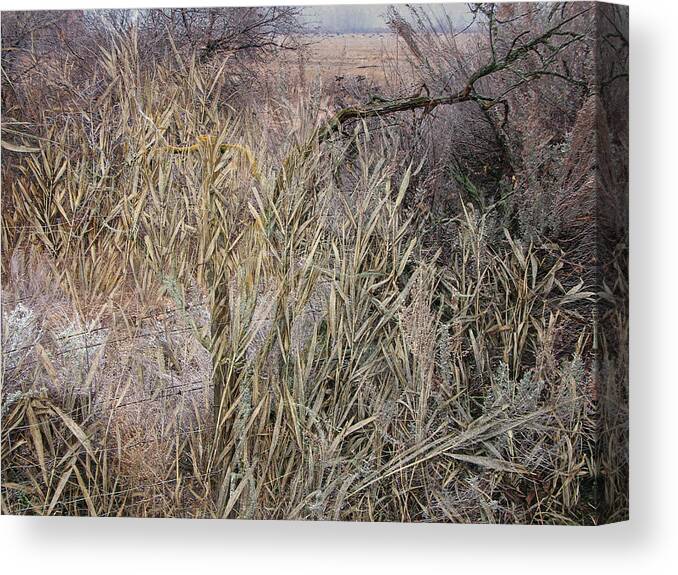 Landscape Canvas Print featuring the photograph Overgrown Fence Line by Ed Hall