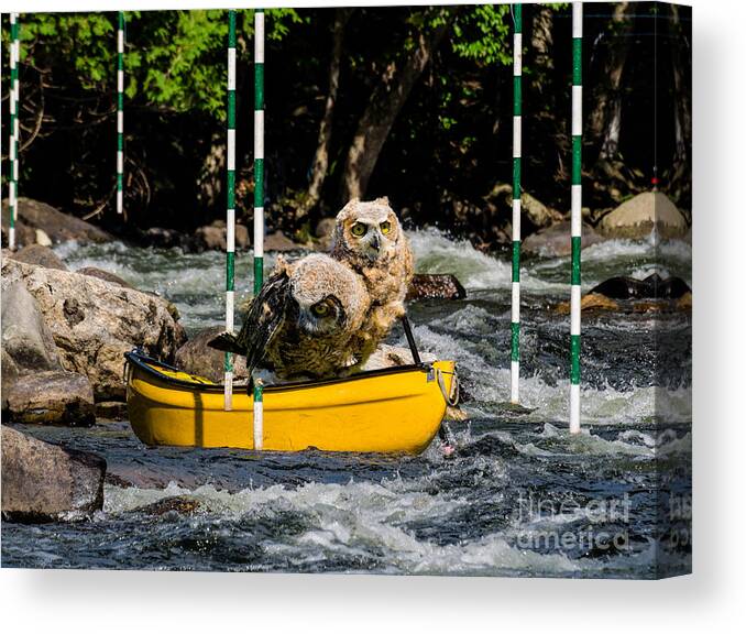 Outdoor Canvas Print featuring the photograph Owlets In A Canoe by Les Palenik