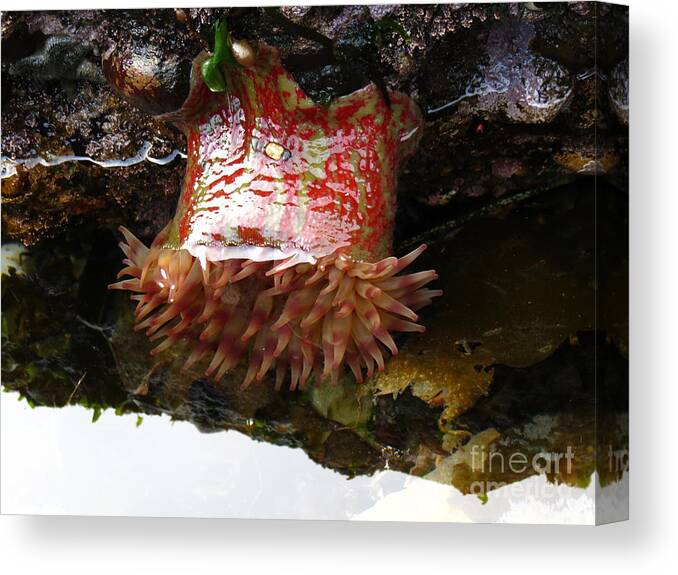 Anemone Canvas Print featuring the photograph Painted Anemone by Gayle Swigart