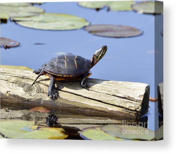 Painted Turtle (chrysemys Picta) Canvas Print featuring the photograph Painted Turtle Catching the Rays by Ilene Hoffman