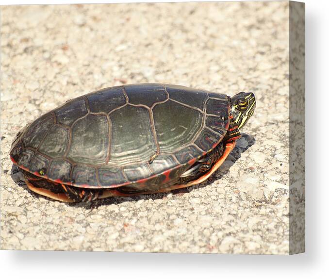Painted Turtle Canvas Print featuring the photograph Painted Turtle by Thomas Young