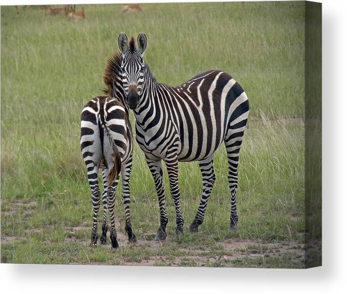 Zebra Canvas Print featuring the photograph Pair of zebra by Tony Murtagh