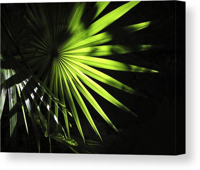 Palmetto Canvas Print featuring the photograph Palmetto and Rays by Marilyn Hunt