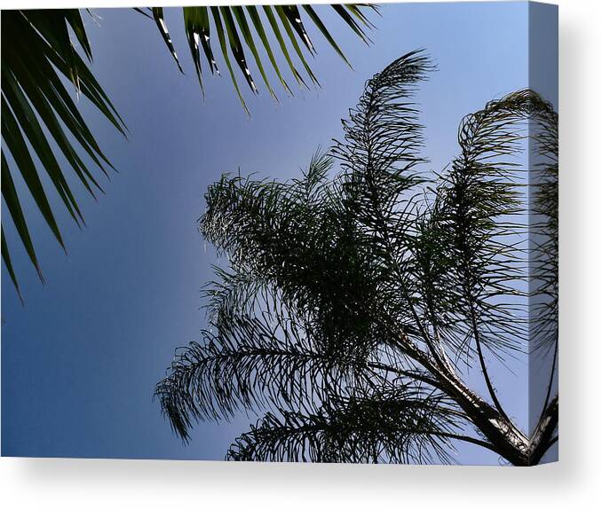 Palms Canvas Print featuring the photograph Palms - Washingtonias - Queen by Kathy K McClellan