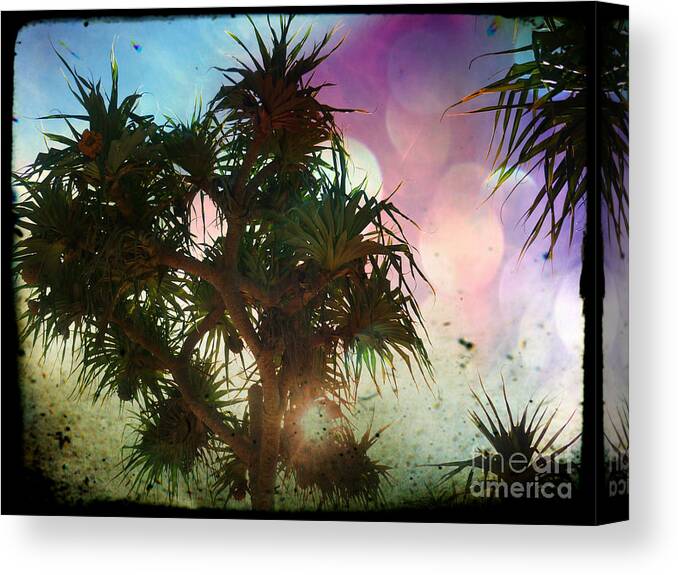 Pandanus Canvas Print featuring the photograph Pandanus by Therese Alcorn