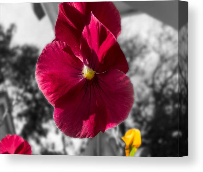 Flower Canvas Print featuring the photograph Pansy by David Bishop