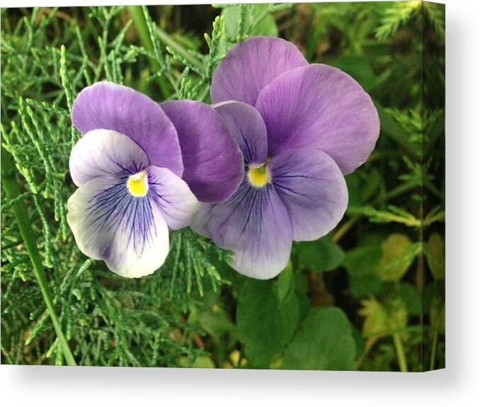 Pansy Canvas Print featuring the photograph Pansy by Felix Zapata