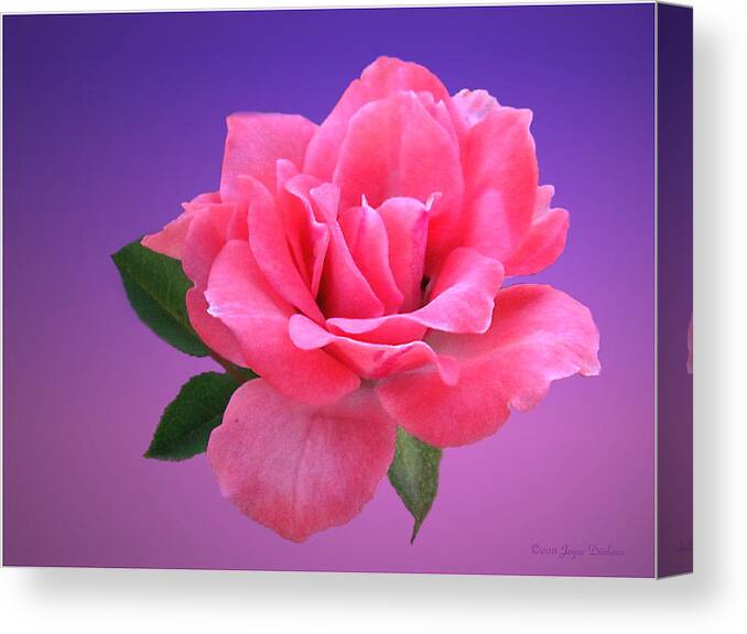Rose Canvas Print featuring the photograph Passionate Pink by Joyce Dickens