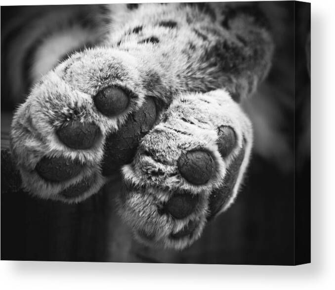 Leopard Canvas Print featuring the photograph Paws for thought by Chris Boulton