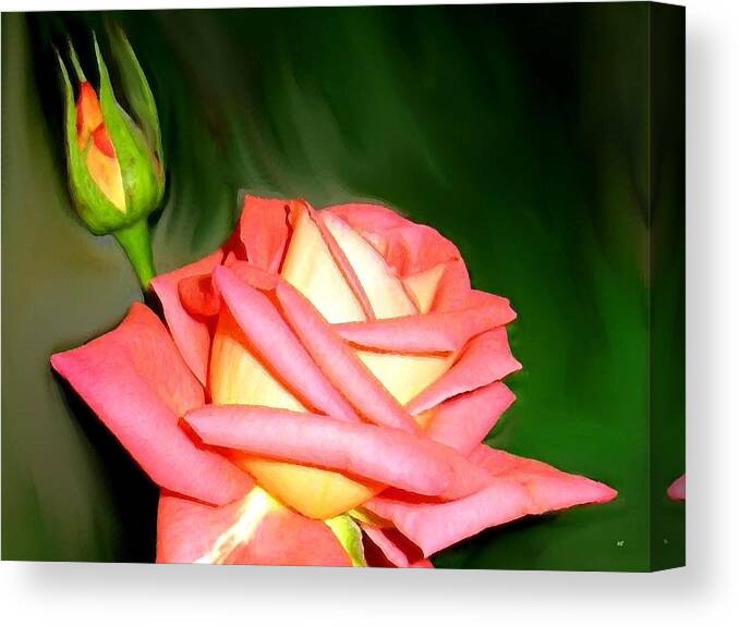 Peach Rose Watercolor Canvas Print featuring the digital art Peach Rose Watercolor by Will Borden