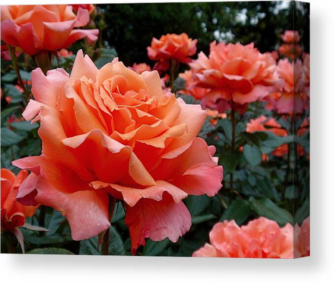 Roses Canvas Print featuring the photograph Peach Roses by Rona Black